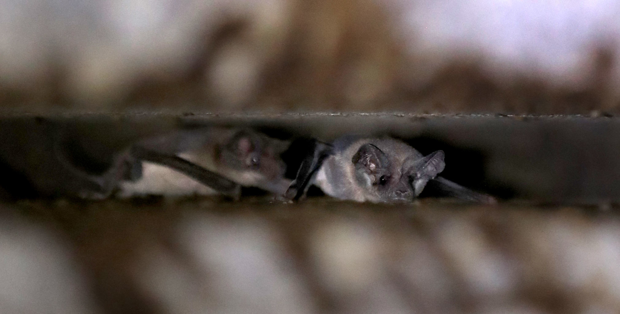 Bats in Flight